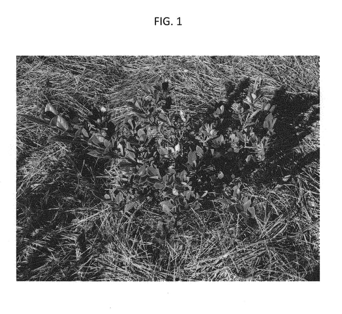 Figure 1 of US plant patent PP29304, the photograph of Prince Charles printed in the patent.
