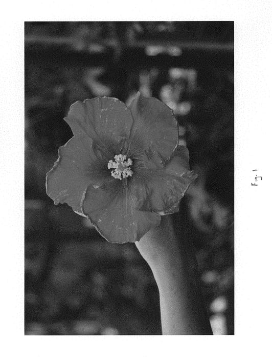 Figure 1 of US plant patent PP29305, the photograph of DUP-RDBD printed in the patent.