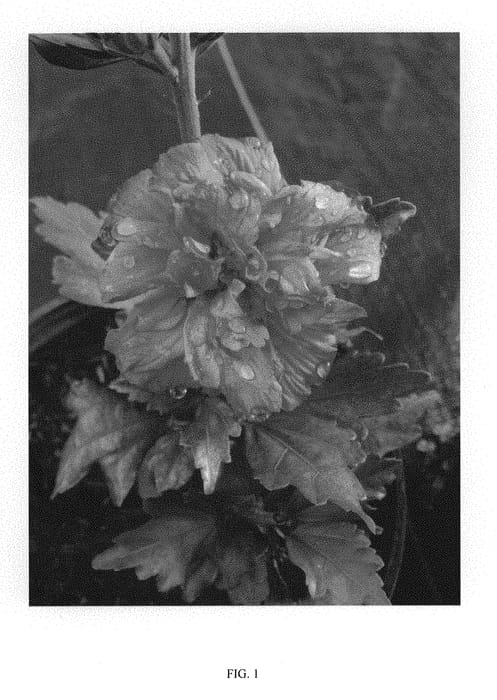 Figure 1 of US plant patent PP29306, the photograph of Summer Festival printed in the patent.