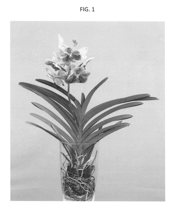 Figure 1 of US plant patent PP29307, the photograph of SPCDW1514 printed in the patent.