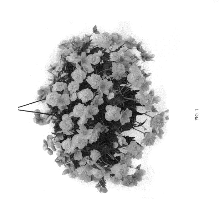 Figure 1 of US plant patent PP29308, the photograph of KERBESPICIT printed in the patent.