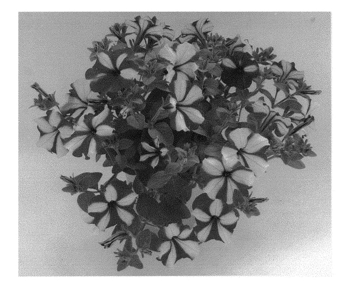 Figure 1 of US plant patent PP29309, the photograph of KLEPH16332 printed in the patent.