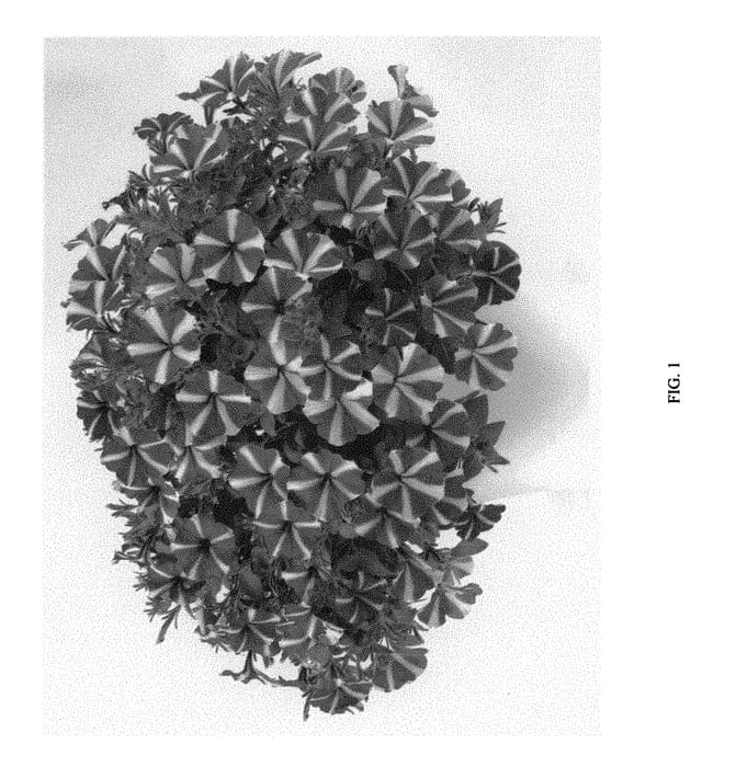 Figure 1 of US plant patent PP29310, the photograph of DAMORJOY printed in the patent.