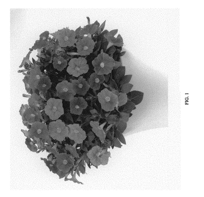 Figure 1 of US plant patent PP29311, the photograph of DPECLABRAY printed in the patent.