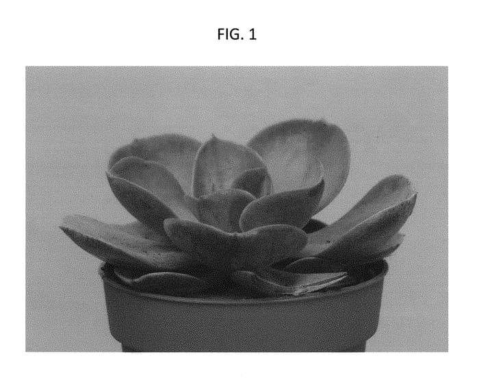 Figure 1 of US plant patent PP29312, the photograph of AMIECH1604 printed in the patent.