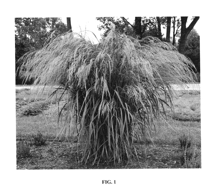 Figure 1 of US plant patent PP29313, the photograph of Bad Hair Day printed in the patent.