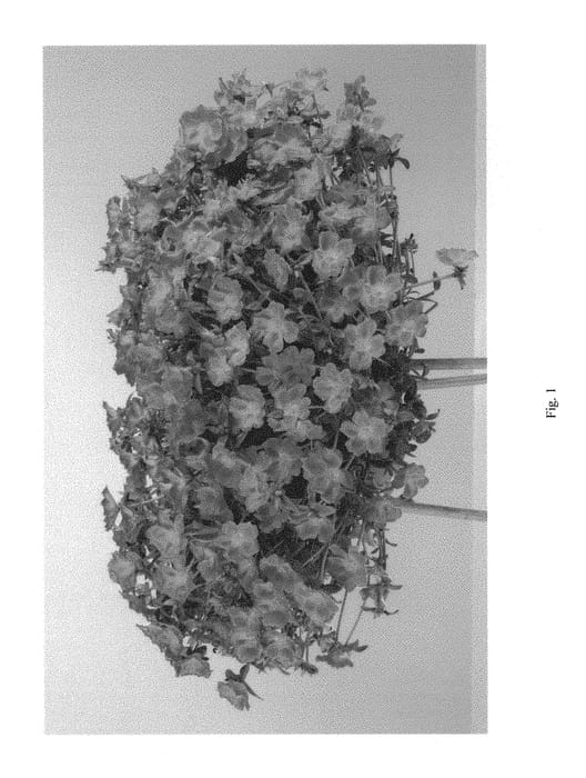 Figure 1 of US plant patent PP29314, the photograph of DPAZORFLAR printed in the patent.