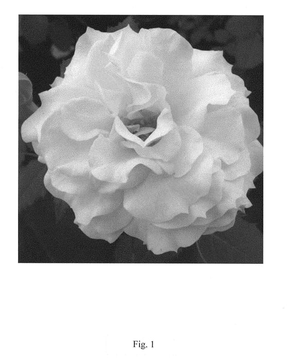 Figure 1 of US plant patent PP29315, the photograph of RNF Yellow 01 printed in the patent.