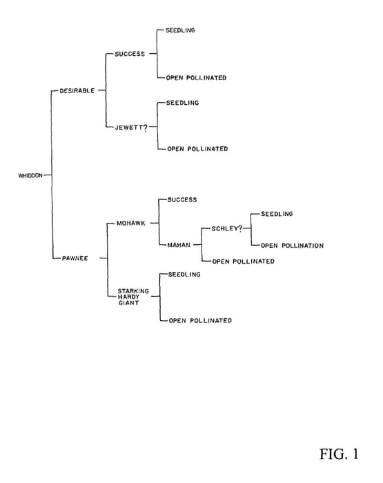 Figure 1 of US plant patent PP29316, the photograph of Whiddon printed in the patent.