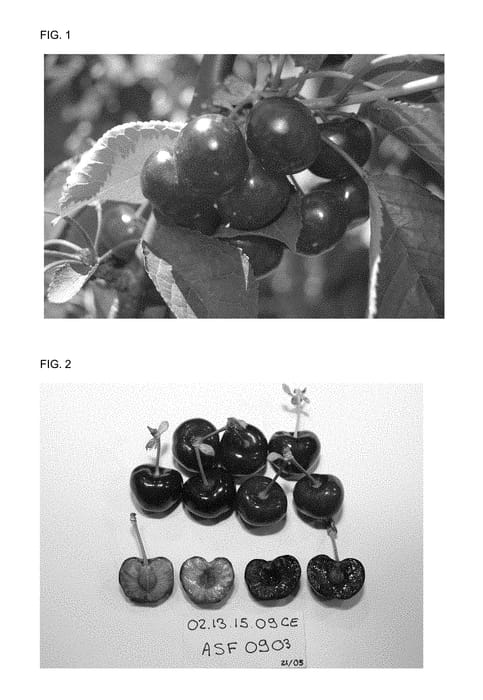 Figure 1 of US plant patent PP29317, the photograph of REDLAM printed in the patent.