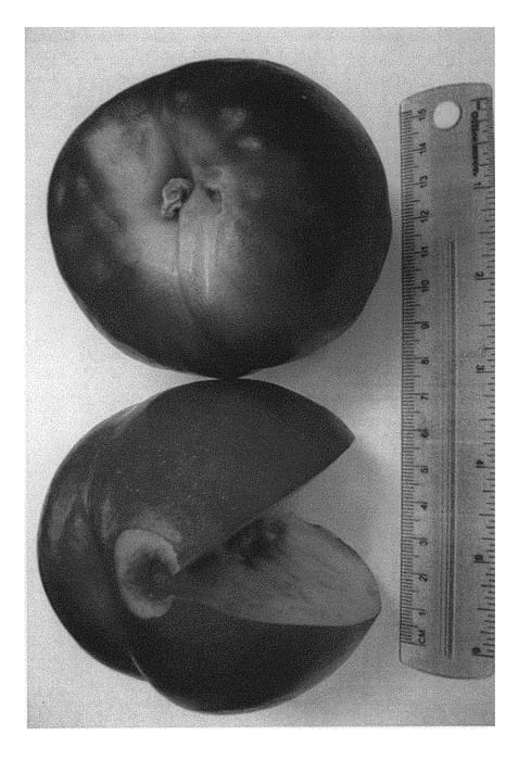 Figure 1 of US plant patent PP29318, the photograph of Burnectthirtytwo printed in the patent.