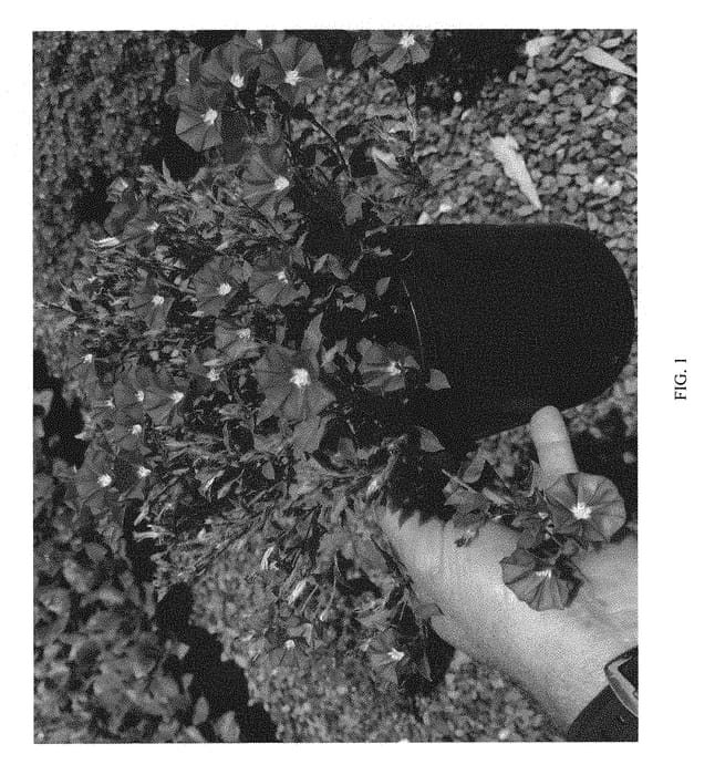 Figure 1 of US plant patent PP29319, the photograph of Blue Moon printed in the patent.