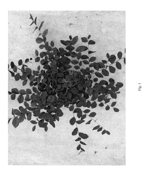 Figure 1 of US plant patent PP29320, the photograph of Gekkou printed in the patent.