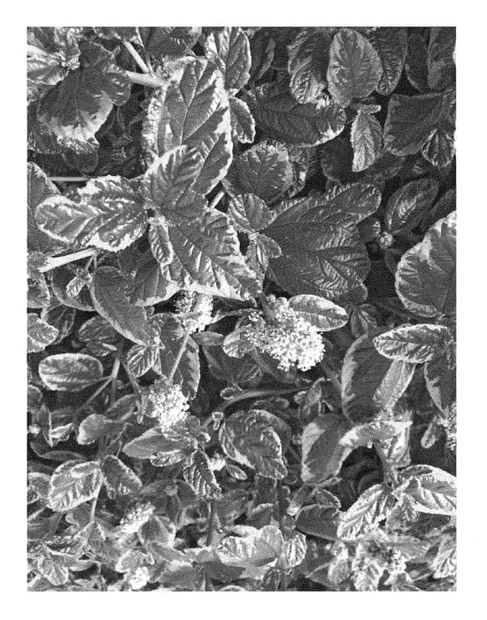 Figure 1 of US plant patent PP29321, the photograph of MATCEA01 printed in the patent.