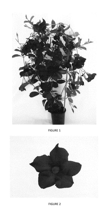 Figure 1 of US plant patent PP29322, the photograph of MANZ0002 printed in the patent.