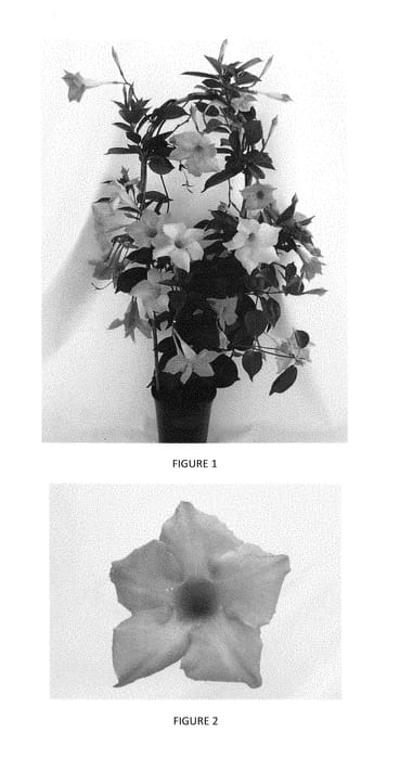 Figure 1 of US plant patent PP29323, the photograph of MANZ0003 printed in the patent.