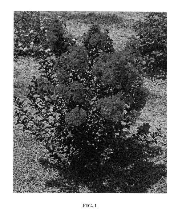 Figure 1 of US plant patent PP29325, the photograph of PIILAG-IX printed in the patent.