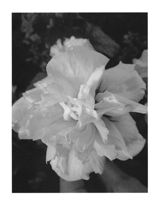 Figure 1 of US plant patent PP29326, the photograph of SUMMER HOLIDAY printed in the patent.