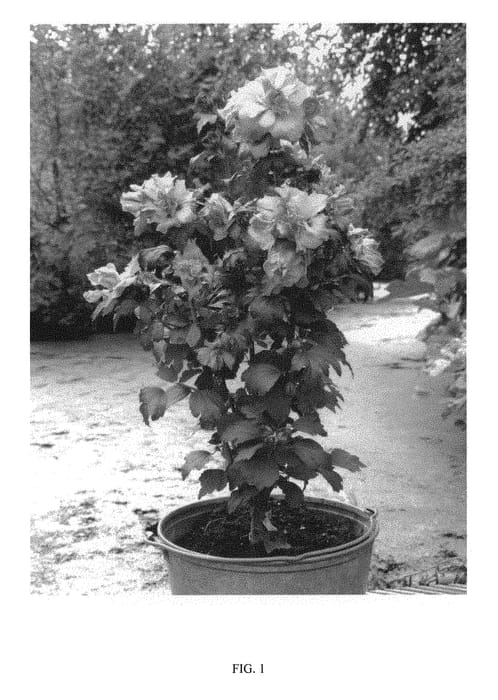 Figure 1 of US plant patent PP29327, the photograph of Summer Night printed in the patent.