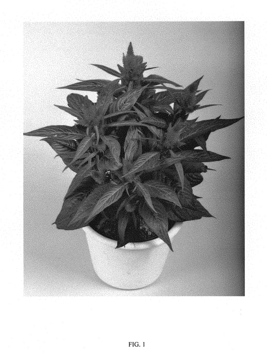 Figure 1 of US plant patent PP29328, the photograph of Spitenz Lipstick printed in the patent.