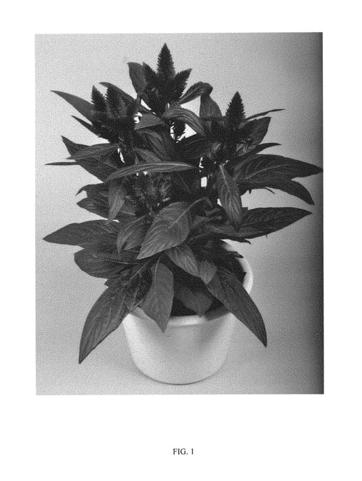 Figure 1 of US plant patent PP29329, the photograph of Spitenz Dark printed in the patent.