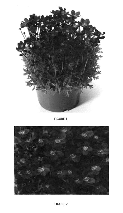 Figure 1 of US plant patent PP29330, the photograph of SAXZ0014 printed in the patent.