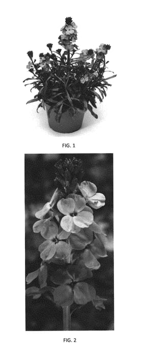 Figure 1 of US plant patent PP29331, the photograph of ERFZ0003 printed in the patent.
