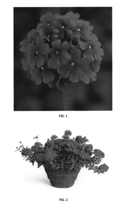 Figure 1 of US plant patent PP29332, the photograph of VEAZ0031 printed in the patent.