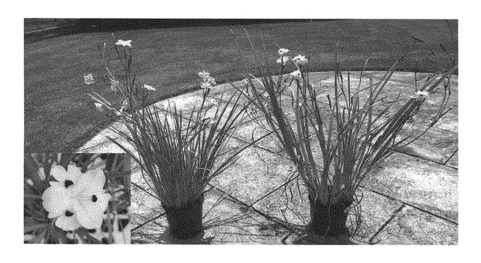 Figure 1 of US plant patent PP29333, the photograph of DI2 printed in the patent.