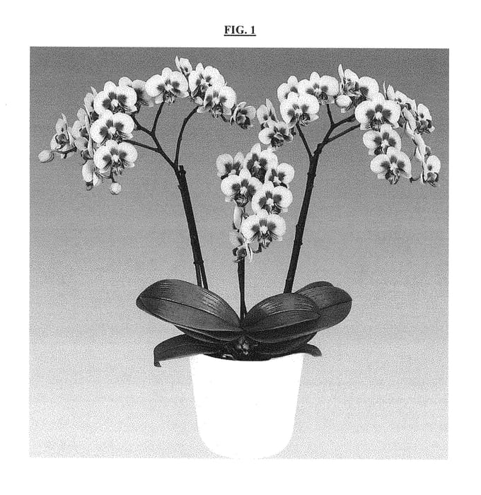 Figure 1 of US plant patent PP29334, the photograph of Malibu Baby printed in the patent.