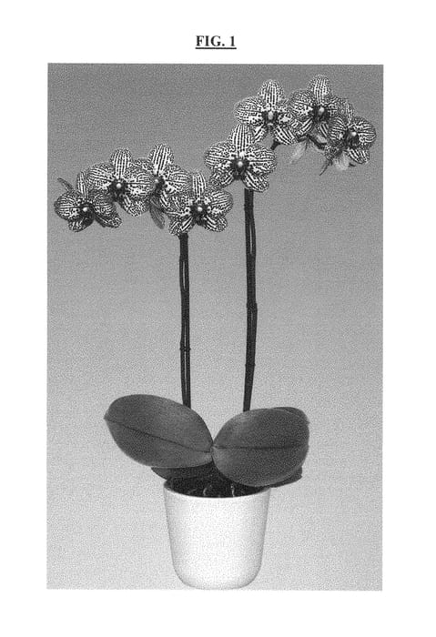Figure 1 of US plant patent PP29335, the photograph of Freestyler printed in the patent.