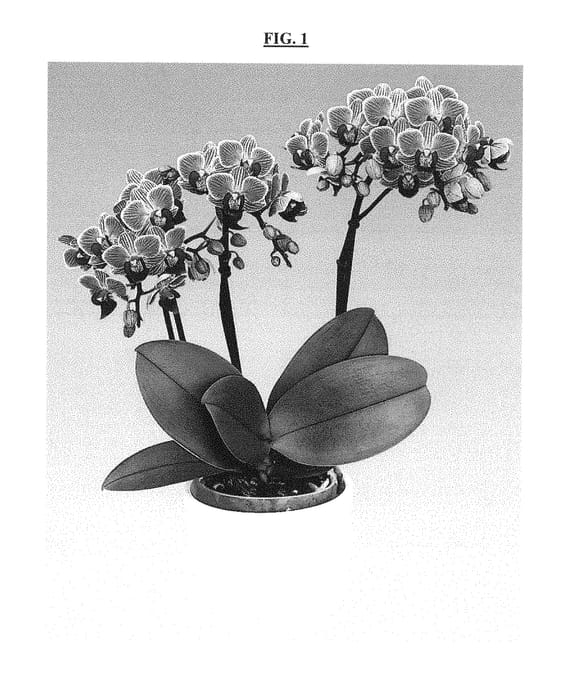 Figure 1 of US plant patent PP29336, the photograph of Girltalk printed in the patent.