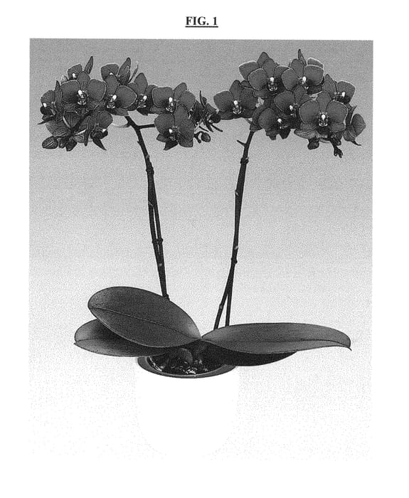 Figure 1 of US plant patent PP29337, the photograph of Kissy Lips printed in the patent.