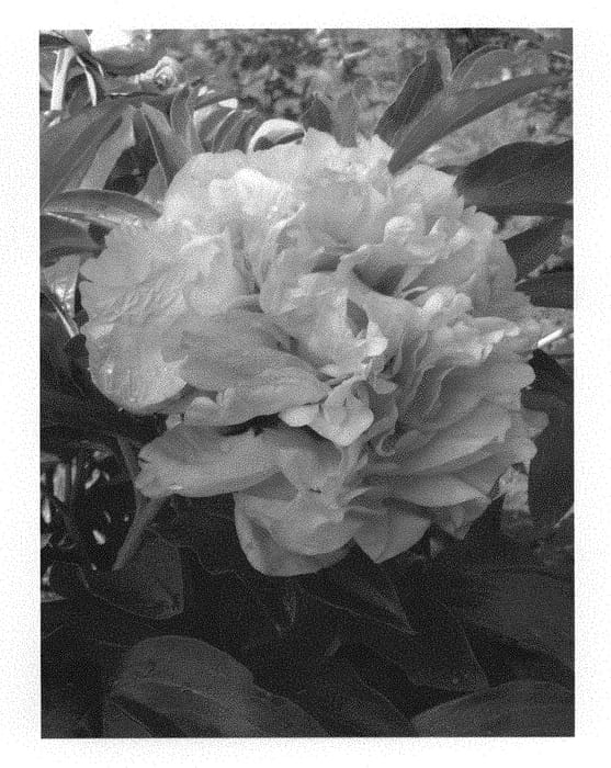 Figure 1 of US plant patent PP29338, the photograph of RTPIV791-09 printed in the patent.