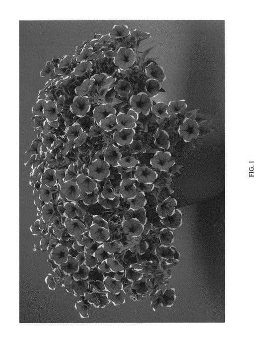 Figure 1 of US plant patent PP29339, the photograph of DCASRCHERY printed in the patent.