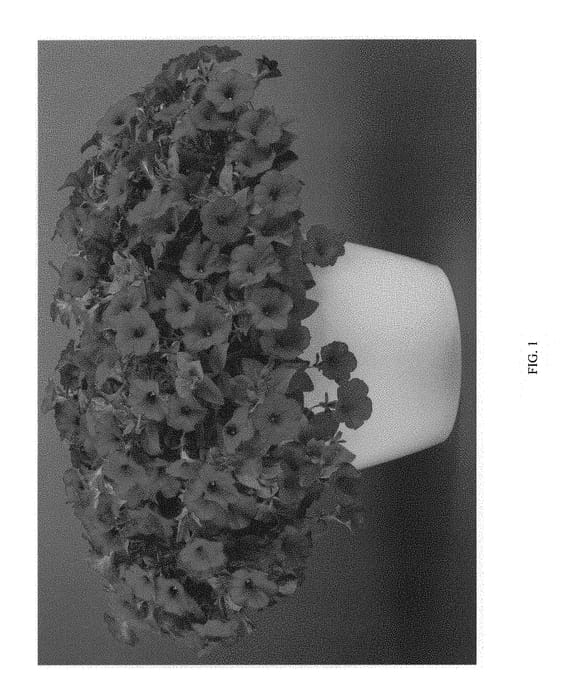 Figure 1 of US plant patent PP29340, the photograph of DPECAPBURG printed in the patent.