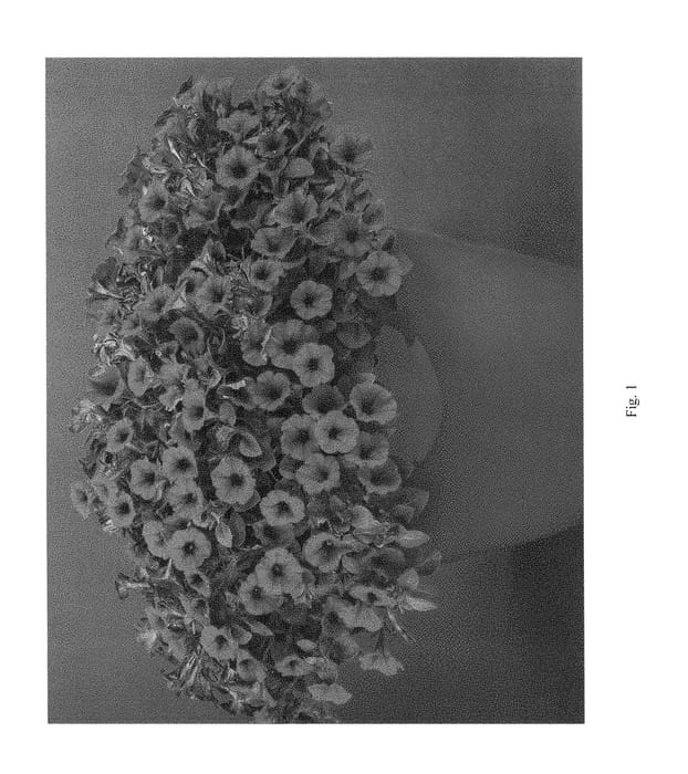 Figure 1 of US plant patent PP29341, the photograph of DLITRDFIRE printed in the patent.