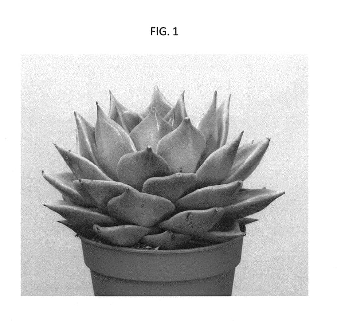 Figure 1 of US plant patent PP29342, the photograph of AMIECH1618 printed in the patent.