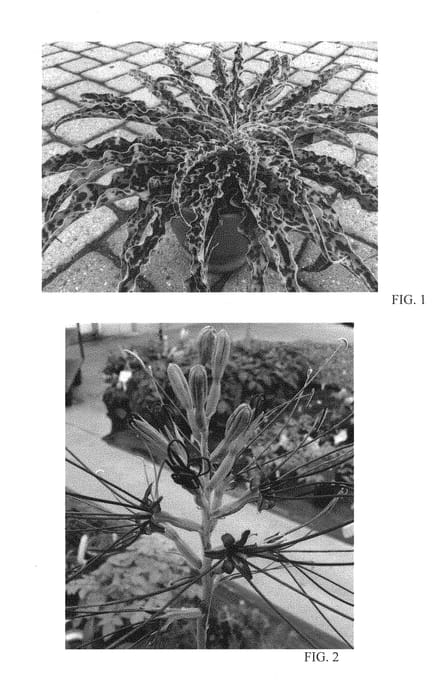 Figure 1 of US plant patent PP29343, the photograph of Mint Chocolate Chip printed in the patent.