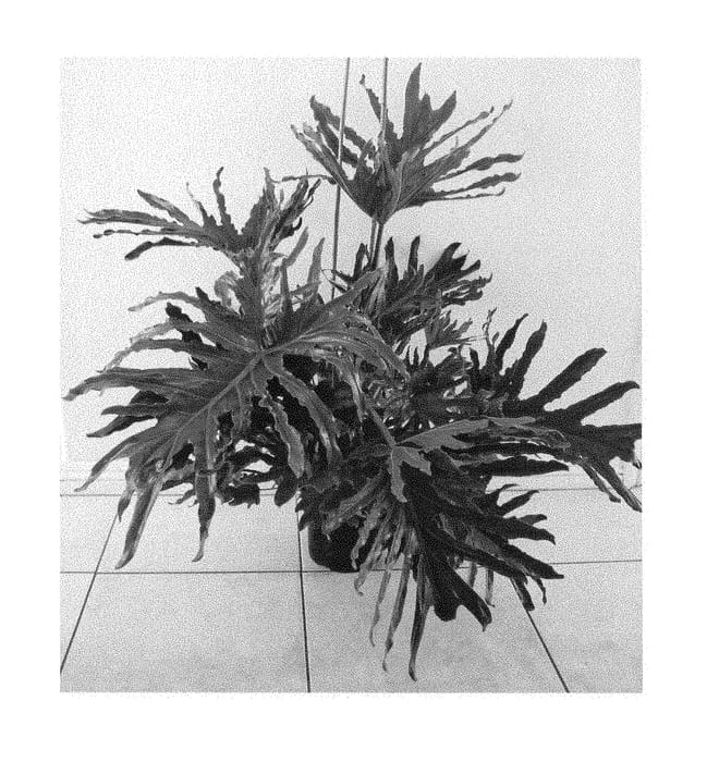 Figure 1 of US plant patent PP29344, the photograph of PHM1 printed in the patent.