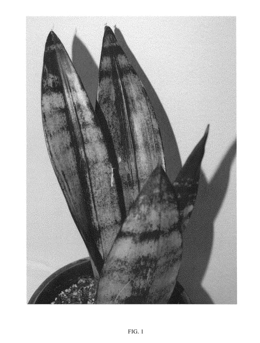 Figure 1 of US plant patent PP29345, the photograph of FROZEN printed in the patent.