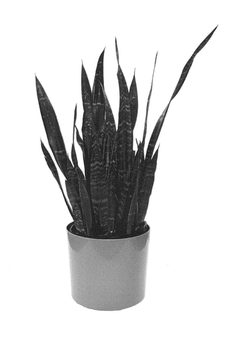 Figure 1 of US plant patent PP29346, the photograph of BLACK PRINCESS SANDY printed in the patent.