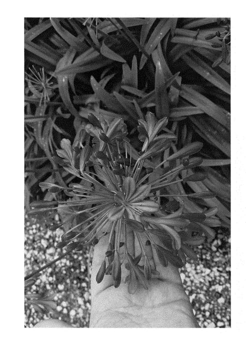 Figure 1 of US plant patent PP29347, the photograph of BNA01 printed in the patent.