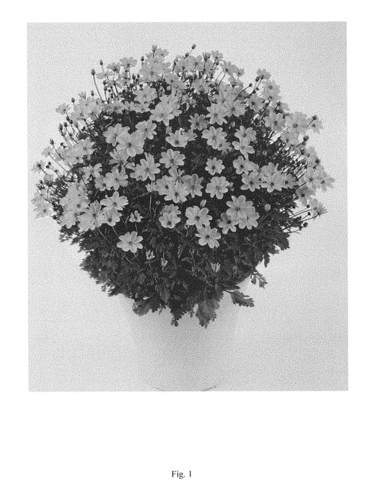Figure 1 of US plant patent PP29348, the photograph of DBIDGOLDEM printed in the patent.