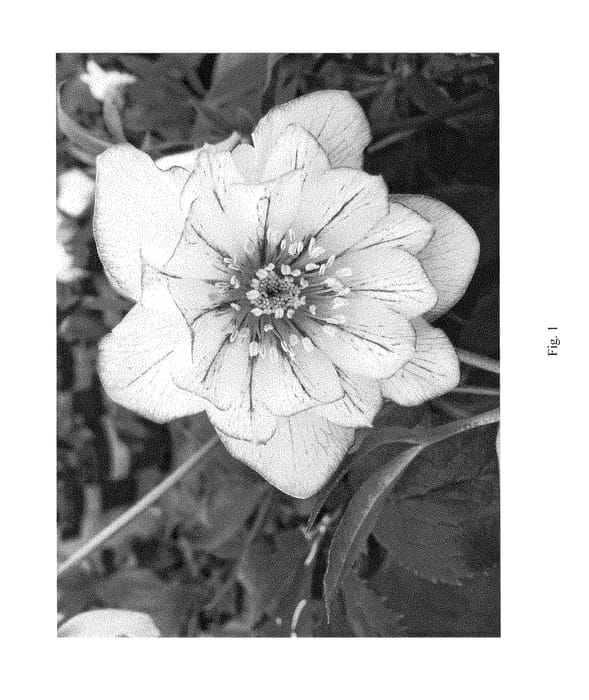 Figure 1 of US plant patent PP29350, the photograph of MONOBYRN2 printed in the patent.