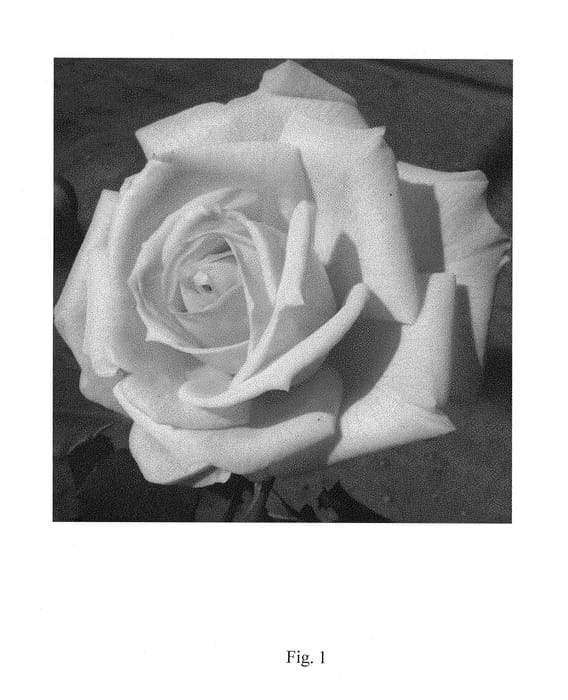 Figure 1 of US plant patent PP29351, the photograph of RNF Cream 01 printed in the patent.
