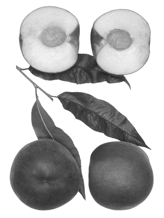 Figure 1 of US plant patent PP29352, the photograph of Snow Belle printed in the patent.