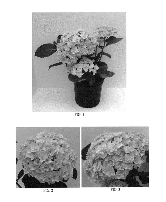 Figure 1 of US plant patent PP29353, the photograph of Kaho printed in the patent.