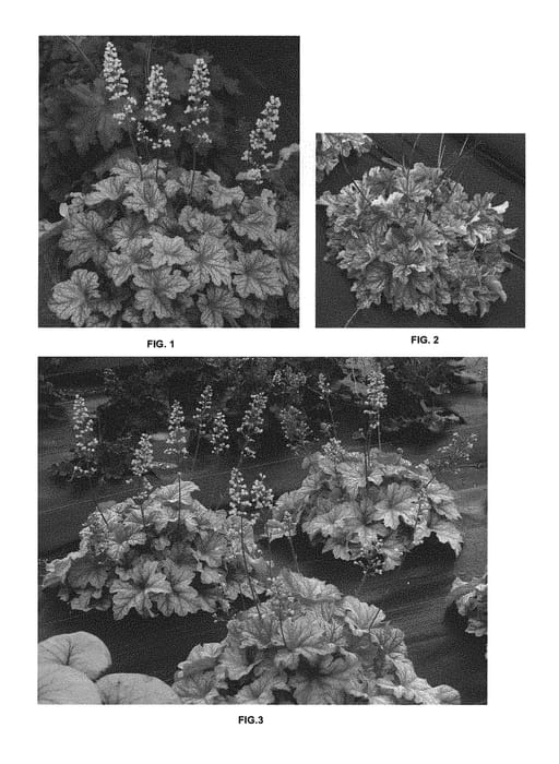 Figure 1 of US plant patent PP29354, the photograph of Topaz Jazz printed in the patent.