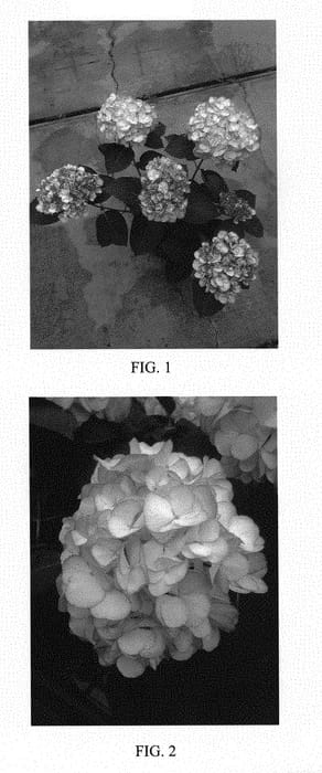 Figure 1 of US plant patent PP29355, the photograph of BCHY-14.003 printed in the patent.